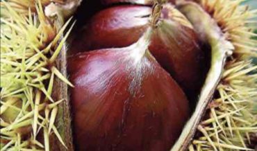 The Mighty American Chestnuts of Pike County
