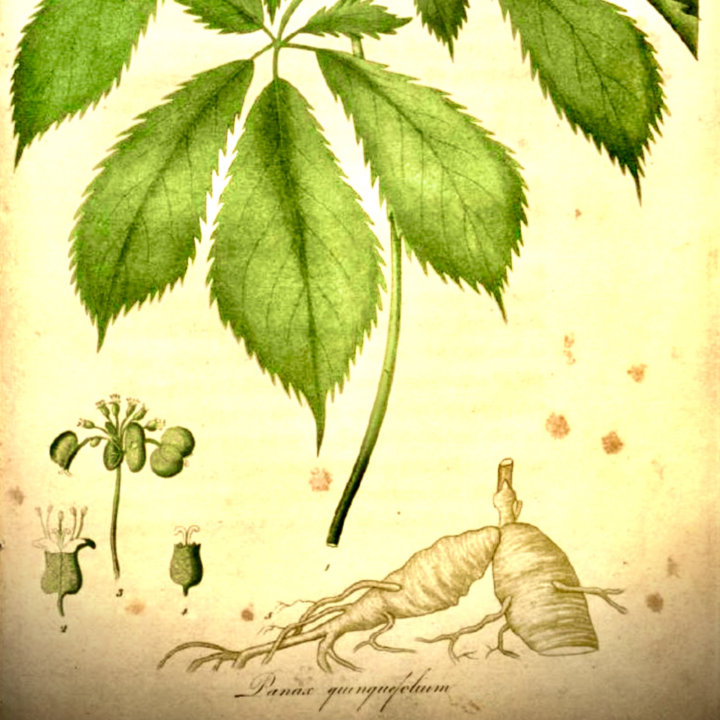 Ginseng (Sang), The Thrill of the Hunt.