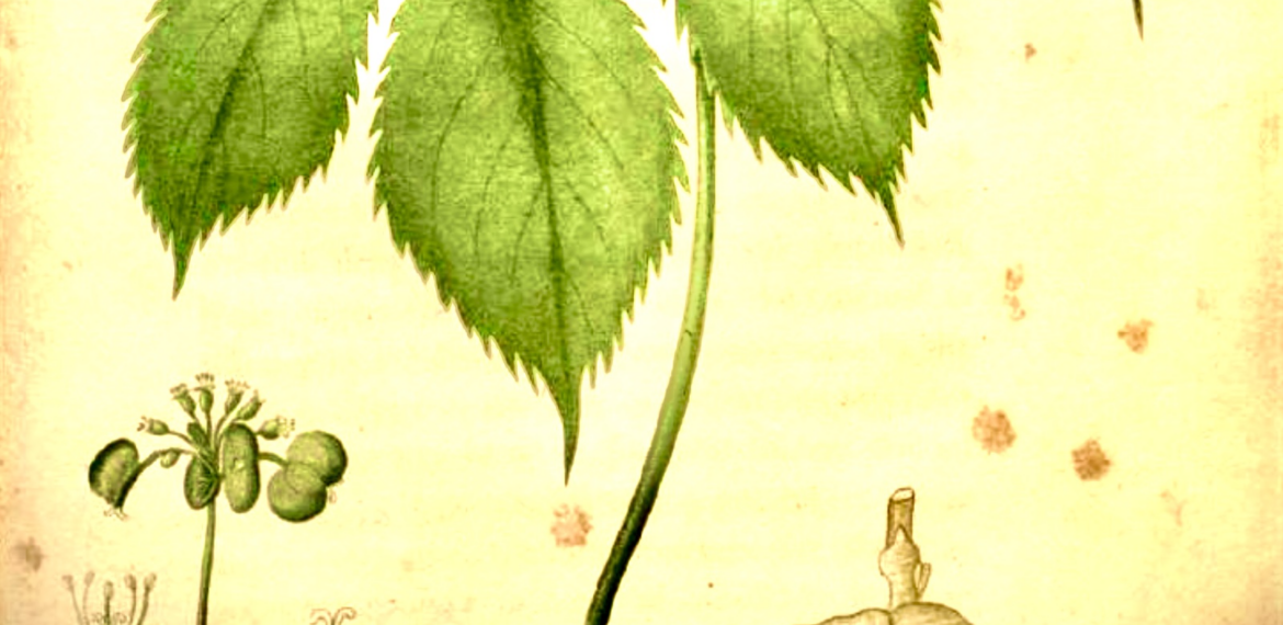 Ginseng (Sang), The Thrill of the Hunt.