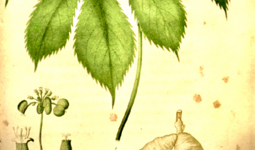 Ginseng (Sang), The Thrill of the Hunt.